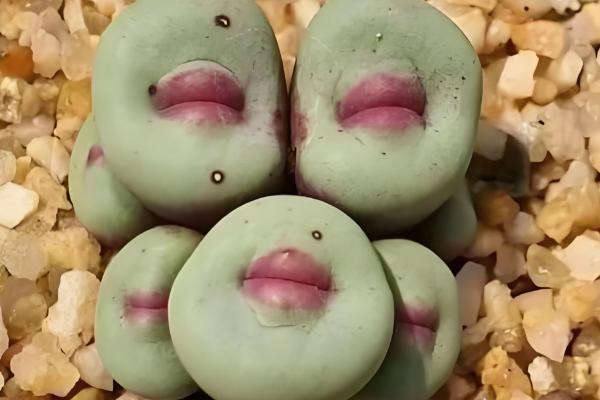 屁股花长高了如何处理，及时砍头处理