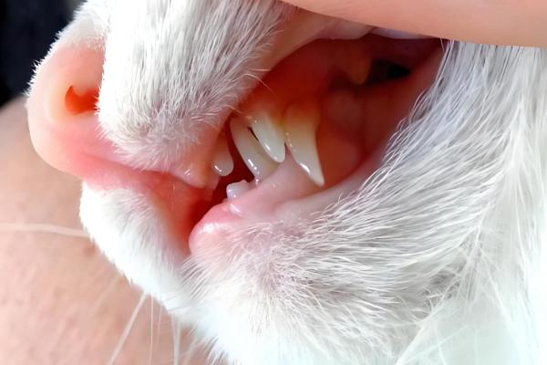 猫咪换牙的时间,受到个体的营养状况影响