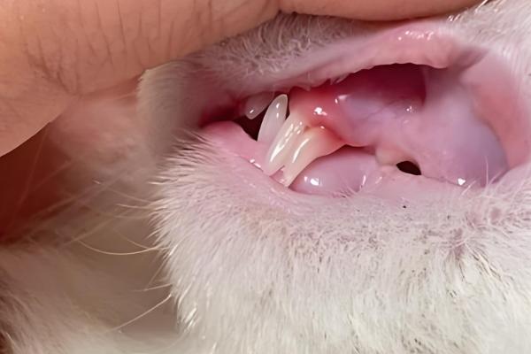 猫咪换牙的时间,受到个体的营养状况影响