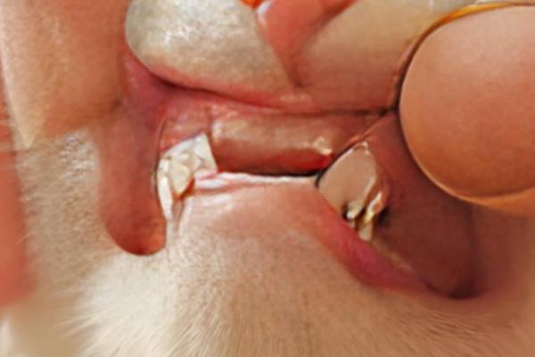 猫咪换牙的时间,受到个体的营养状况影响