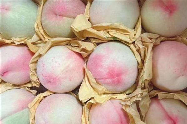 奉化水蜜桃的上市时间,一般是7月下旬至8月上旬