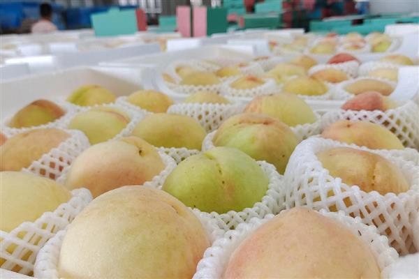 奉化水蜜桃的上市时间,一般是7月下旬至8月上旬