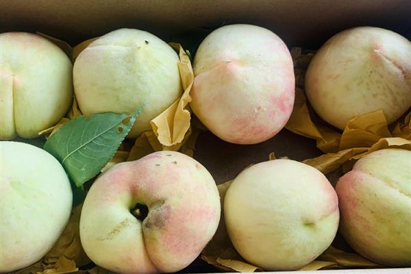 奉化水蜜桃的上市时间,一般是7月下旬至8月上旬