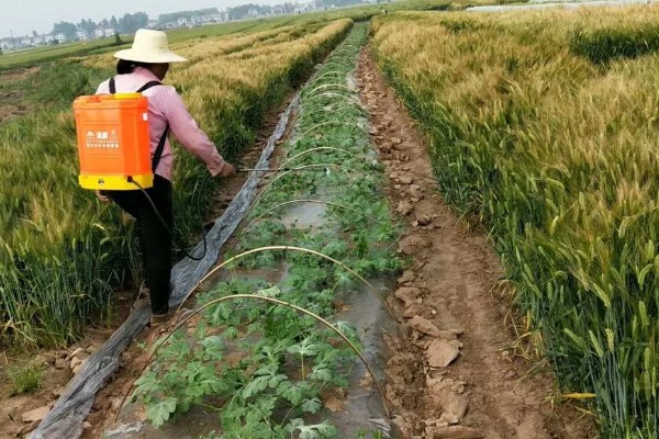露娜森杀菌剂怎么使用,根据防治对象决定药物用量