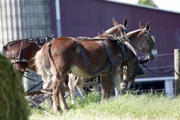 骡子的由来，是马和驴杂交产出的后代