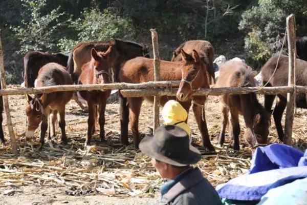 骡子的由来，是马和驴杂交产出的后代