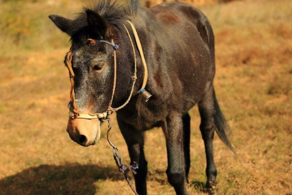 骡子的由来，是马和驴杂交产出的后代
