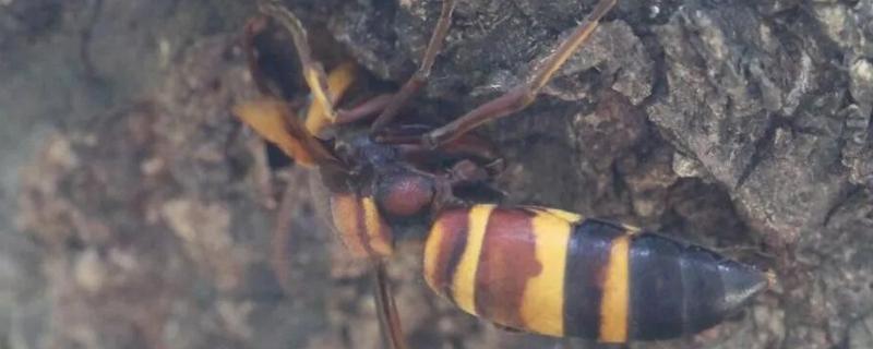 黑尾胡蜂的简介，具有黑尾虎头蜂等叫法