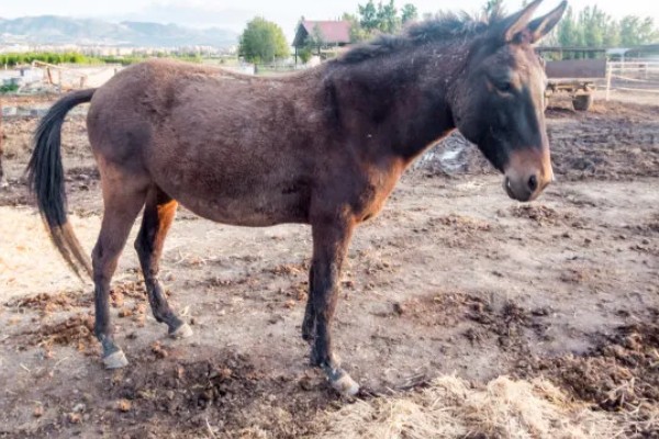 骡子的由来，是马和驴杂交产出的后代