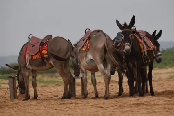 骡子的由来，是马和驴杂交产出的后代