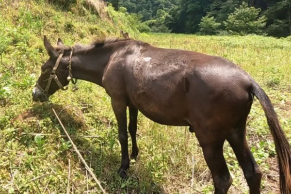 骡子的由来，是马和驴杂交产出的后代