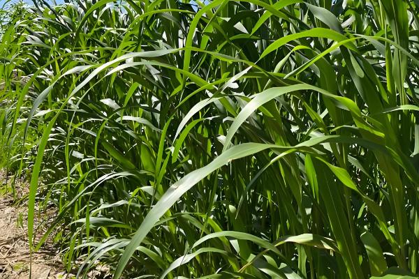 高丹草怎么播种，一般采取条播法