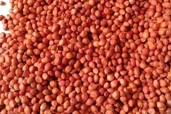 高丹草怎么播种，一般采取条播法