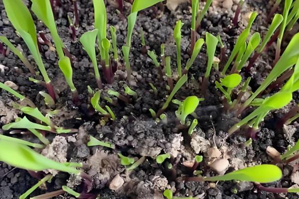 高丹草怎么播种，一般采取条播法