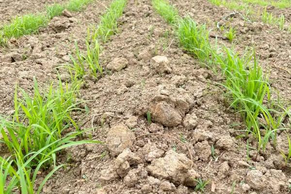 高丹草怎么播种，一般采取条播法