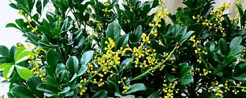 香水米兰怎么养殖，生长盛期每隔3-5天浇一次水