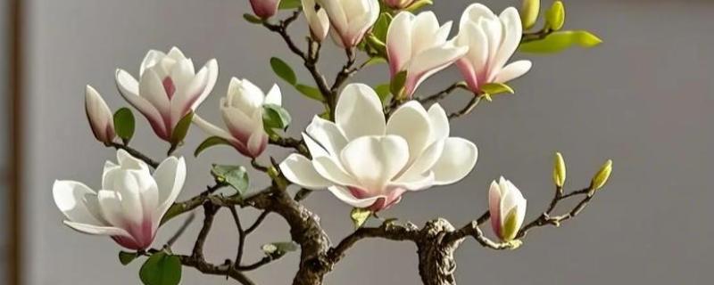 白玉兰叶子发黄怎么处理,需保持充足的光照