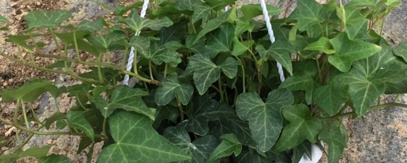 常青藤的寓意是什么，寓意友谊长存、生机旺盛等