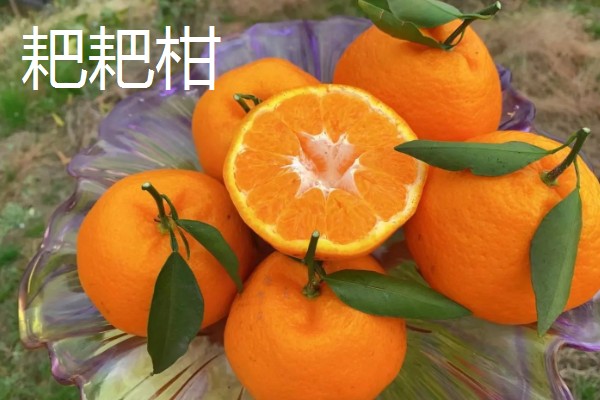 耙耙柑和丑橘怎么区分，可通过果皮和果型来区分