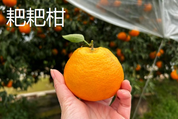 耙耙柑和丑橘怎么区分，可通过果皮和果型来区分