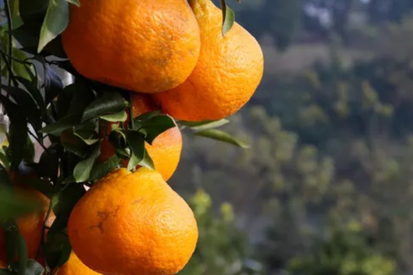 耙耙柑和丑橘怎么区分，可通过果皮和果型来区分