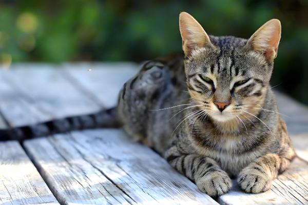 猫咪涨肚的解决办法,找准原因再对症治疗