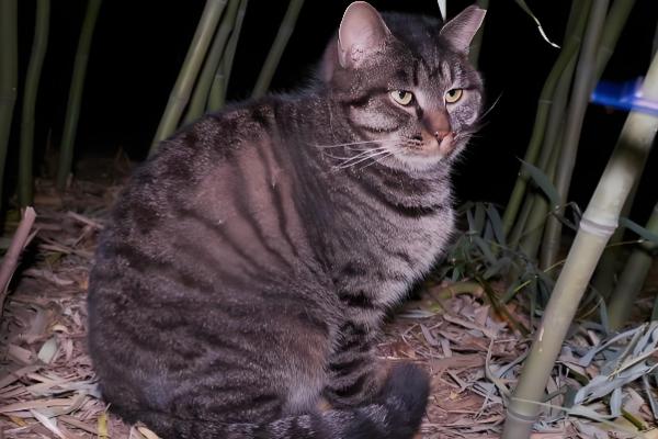 猫咪涨肚的解决办法,找准原因再对症治疗