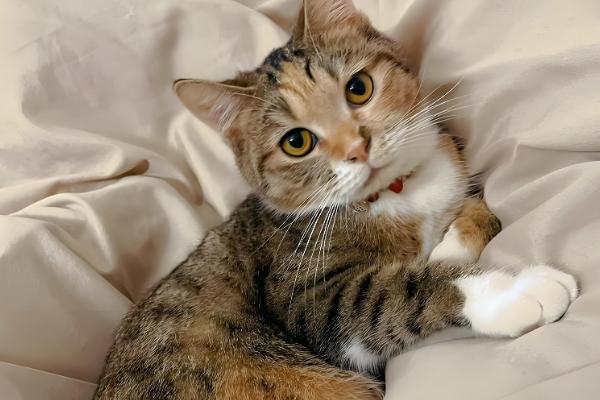 猫咪涨肚的解决办法,找准原因再对症治疗