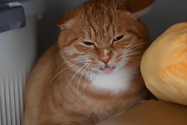 猫咪涨肚的解决办法,找准原因再对症治疗