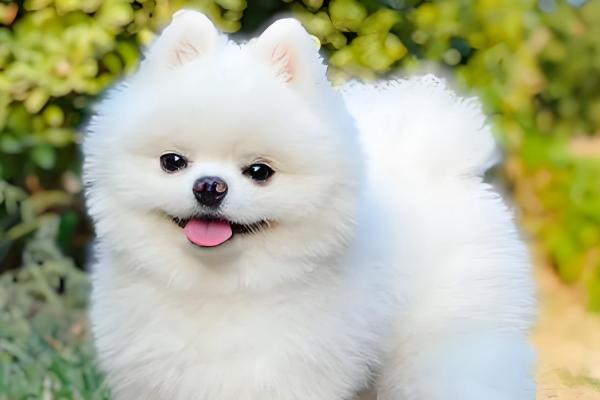 狗狗糖尿病怎么防治，减少喂食高糖、高脂肪的食物