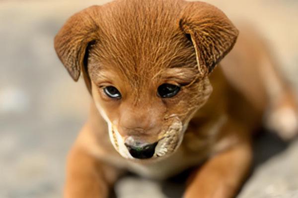 狗狗糖尿病怎么防治，减少喂食高糖、高脂肪的食物