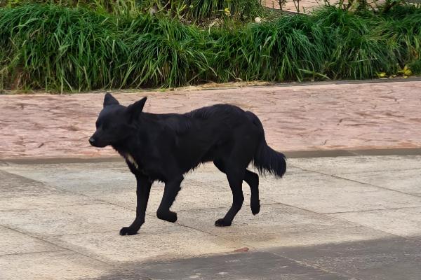 狗狗糖尿病怎么防治，减少喂食高糖、高脂肪的食物
