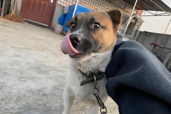 狗狗糖尿病怎么防治，减少喂食高糖、高脂肪的食物