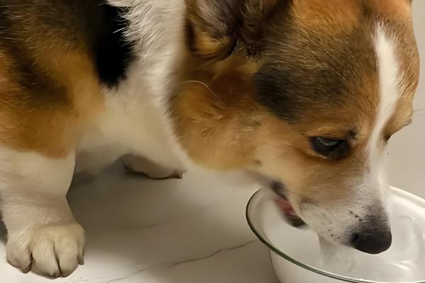 狗狗糖尿病怎么防治，减少喂食高糖、高脂肪的食物