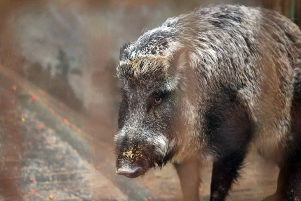 野猪的食物,能吃的东西通常都会吃