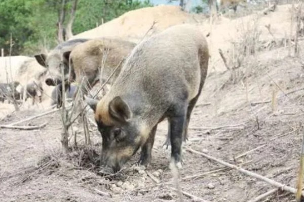 野猪的食物,能吃的东西通常都会吃