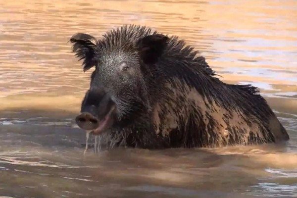 野猪的食物,能吃的东西通常都会吃