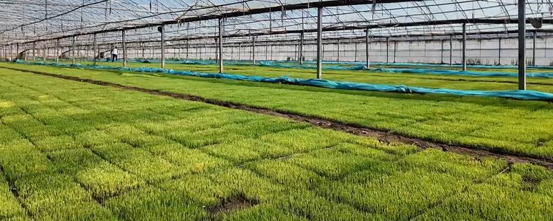 水稻育苗的技术要点，育苗前进行晒种、浸种