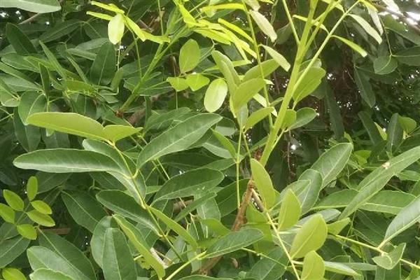 桃花心木是哪种树，是楝科的常绿大乔木