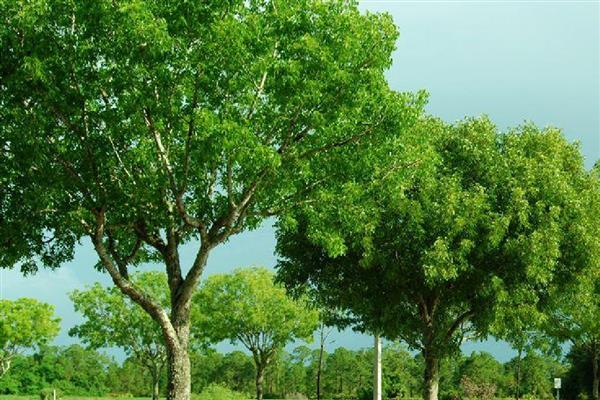 桃花心木是哪种树，是楝科的常绿大乔木