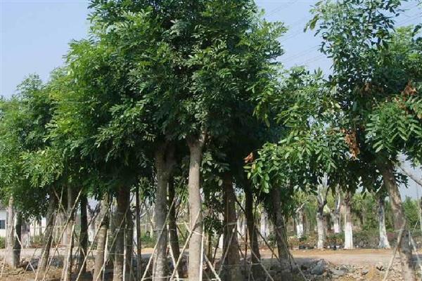 桃花心木是哪种树，是楝科的常绿大乔木