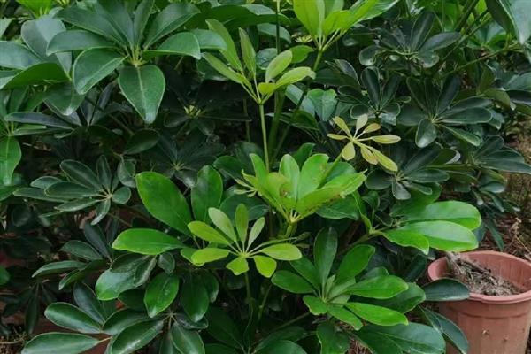 鸭脚木掉叶子怎么办,缺光时要摆放在阳光充足的地方