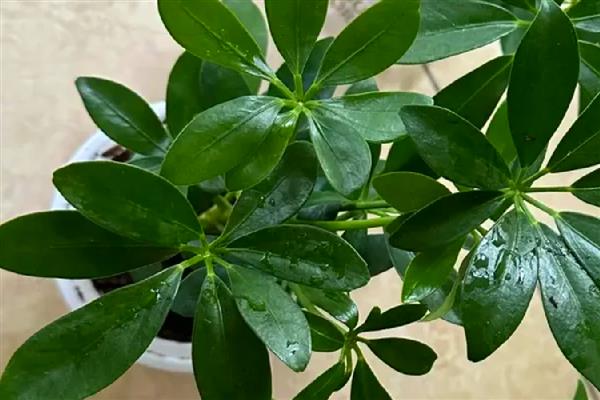 鸭脚木掉叶子怎么办,缺光时要摆放在阳光充足的地方