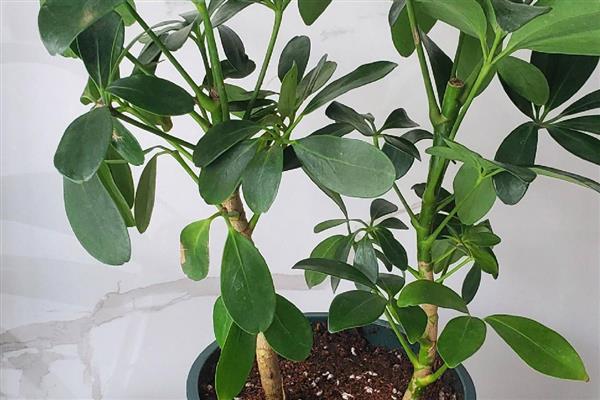 鸭脚木掉叶子怎么办,缺光时要摆放在阳光充足的地方