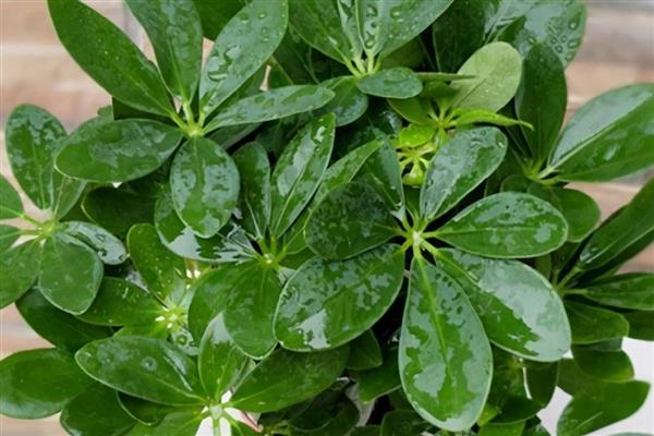 鸭脚木掉叶子怎么办,缺光时要摆放在阳光充足的地方