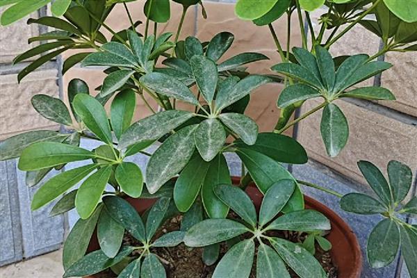 鸭脚木掉叶子怎么办,缺光时要摆放在阳光充足的地方