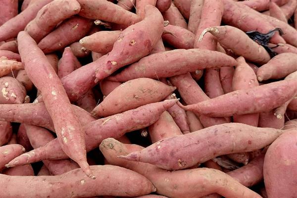 红薯种怎么保存，可放在室内或者井窖内储存