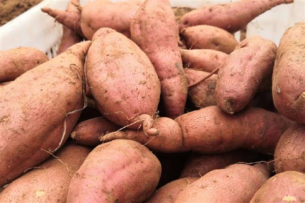 红薯种怎么保存，可放在室内或者井窖内储存