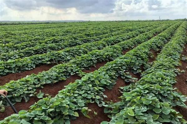 红薯种怎么保存，可放在室内或者井窖内储存