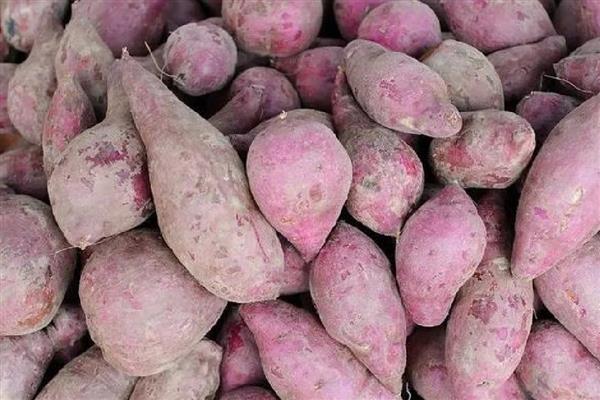 红薯种怎么保存，可放在室内或者井窖内储存